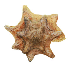 Tropical shell