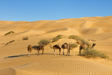 Fototapeta na wymiar Wielbłądy na pustyni - Awbari Sand Sea, Sahara, Libia