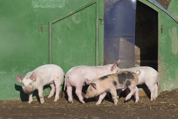 free range piglets