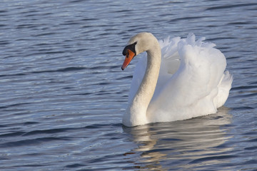 mute swan