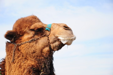 head of camel