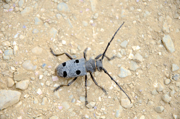 black insect
