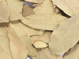 herb - spice - leaf laurel - obrazy, fototapety, plakaty