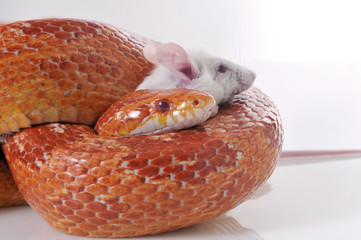 Naklejka premium Corn Snake (Elaphe guttata) trapping a white mouse