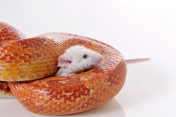 Naklejka premium Corn Snake (Elaphe guttata) trapping a white mouse