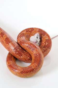 Corn Snake (Elaphe guttata trapping a white mouse