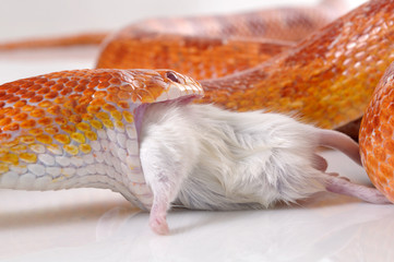 Corn Snake (Elaphe guttata) eating a mouse - 30763700