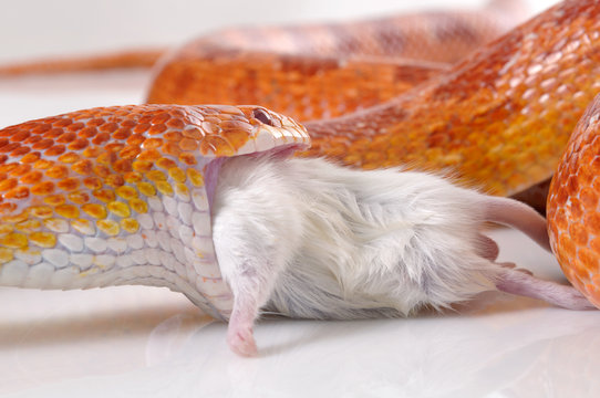 Corn Snake (Elaphe guttata) eating a mouse