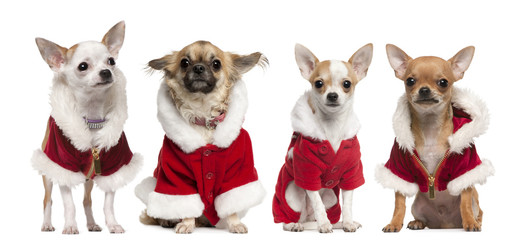 Four Chihuahuas wearing Santa Claus coats