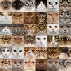 Papier Peint photo Chat Collage de 36 têtes de chat