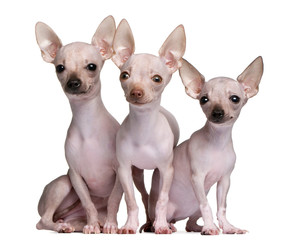 Hairless Chihuahuas, 5 and 7 months old