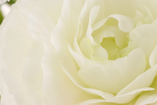 87 Best 花金鳳花images Stock Photos Vectors Adobe Stock 87 Best 花金鳳花images Stock Photos Vectors Adobe Stock