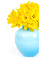 beautiful daffodils in a vase