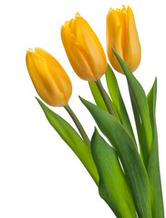 bright yellow tulips isolated on white