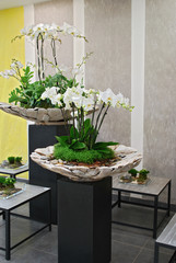 Phalenopsis ambiance déco