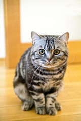 Sitting And Staring Cat