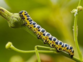 Motley caterpillar