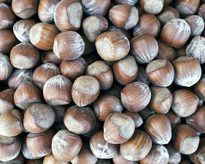 nutshell hazelnuts closeup, natural background
