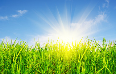 Fototapeta premium grass, sky and sun