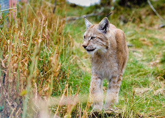 Lynx