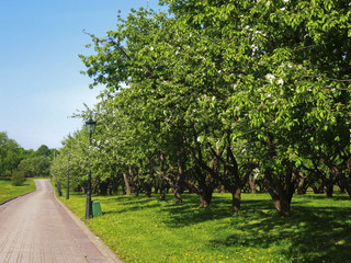 Road in apple garden