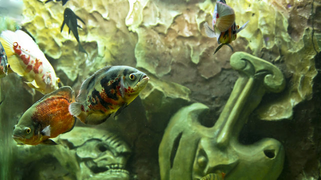 Astronotus ocellatus