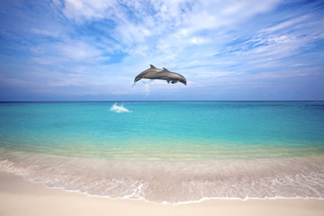 Naklejka premium Dolphins jumping