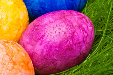 farbige Ostereier mit Tautropfen versteckt im Gras