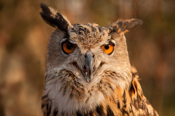 Great horned owl