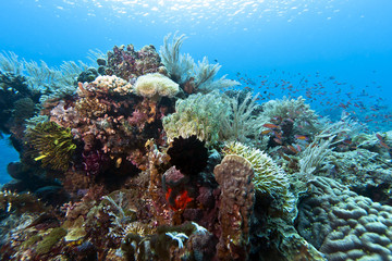Fototapeta na wymiar Coral garden Indonesia
