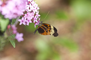 Heliconius Hortense butterfly