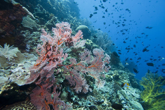 Gorgonian Sea fans Indonesia