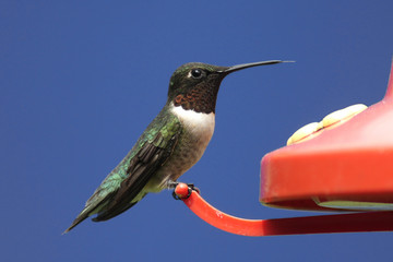 Ruby-throated Hummingbird