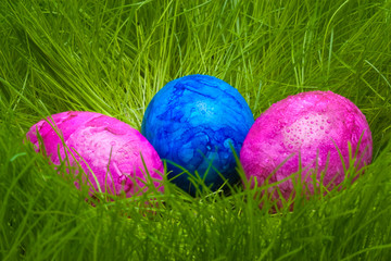 farbige Ostereier mit Tautropfen im Gras