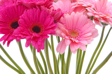 gerbera