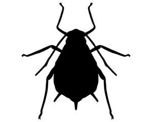 Blattlaus Silhouette