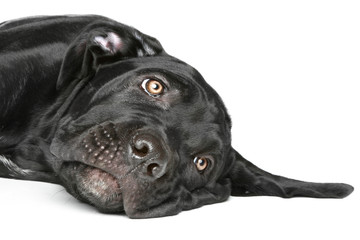 Cane corso dog puppy resting