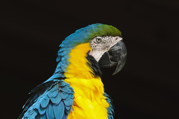 Blue and Yellow Macaw