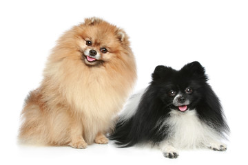 Pomeranian Spitz dogs