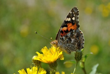 Painted Lady Butterfly