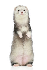 Ferret standing on a white background