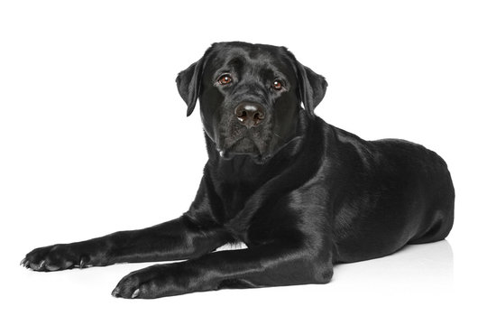 Black Labrador on a white background