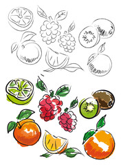 FRUITS ILLUSTRATION 2