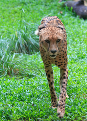 Cheetah