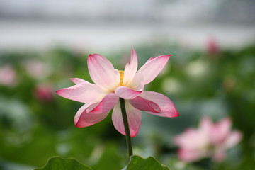 Obraz premium A pink lotus with other ones in background