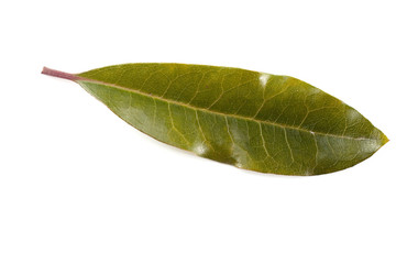 Obraz premium La feuille