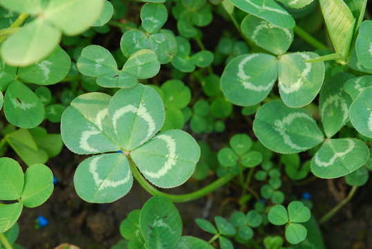 clover