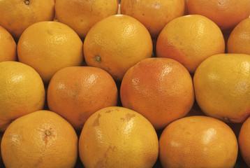 Rows of pink grapefruit