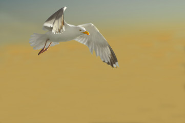 Fototapeta premium Seagull against a sunset