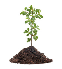 seedling growing from soil